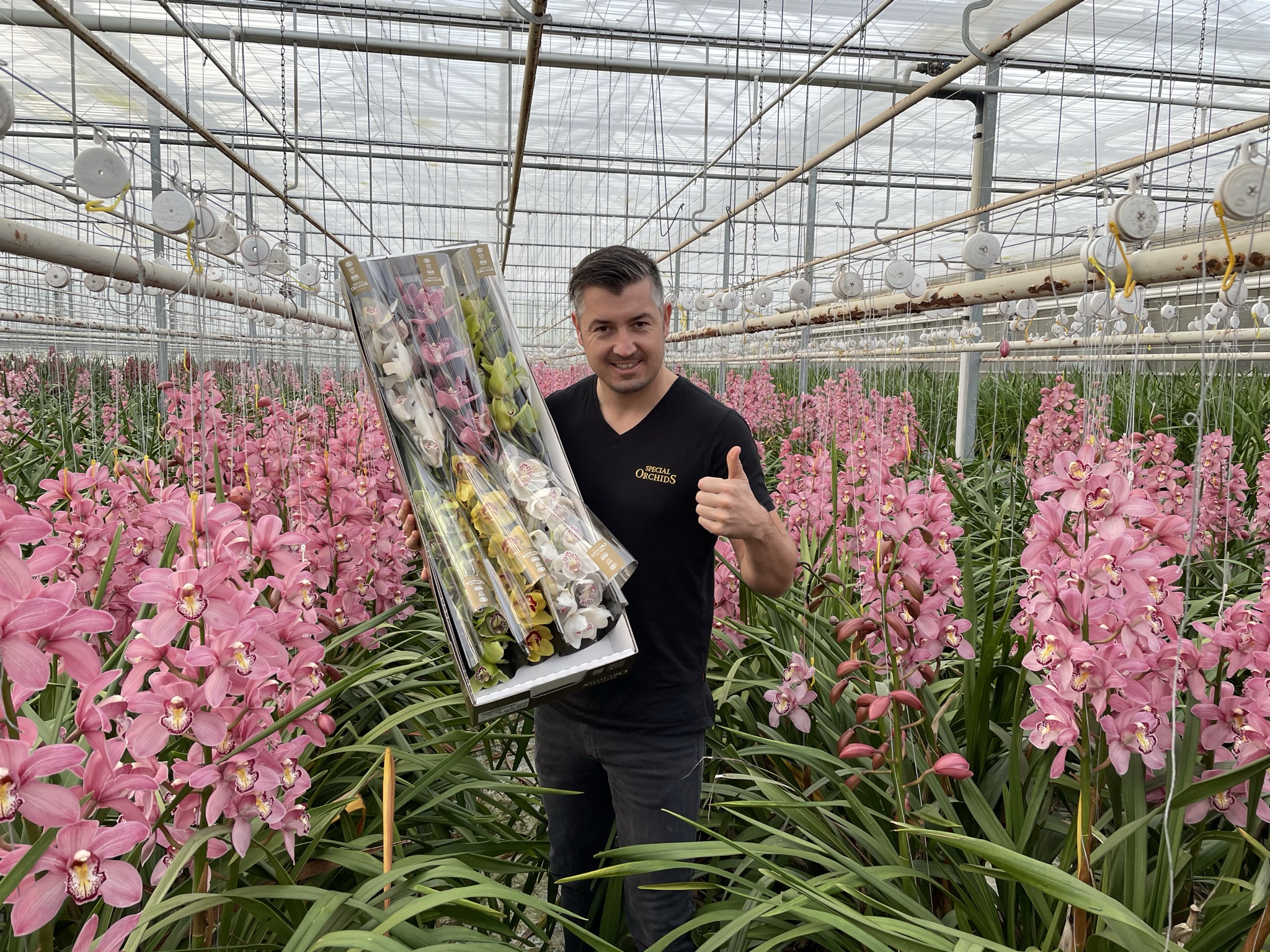 Onze Cymbidium Orchidee Teler: Wim Bos van Special Orchids